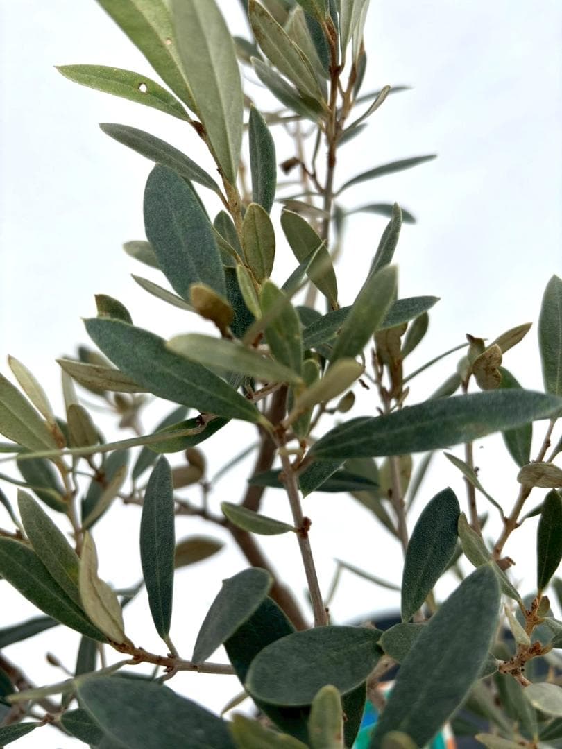 オリーブの木　アメリカン　5号　約65cm　NO.841　希少品種　現品掲載