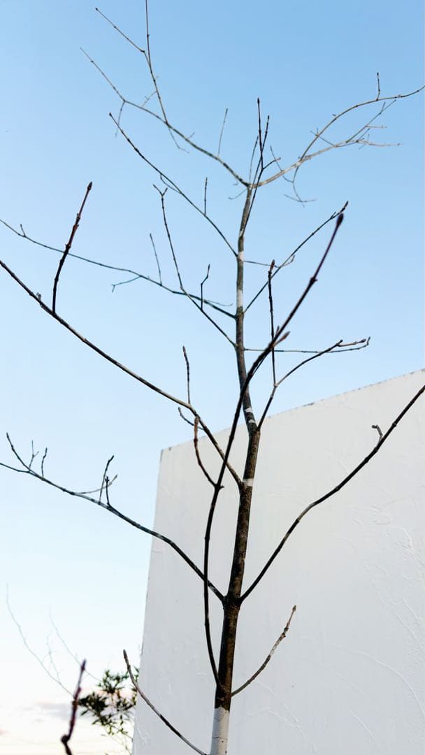 美斑紋。美形 山採りアオダモ3.4M(鉢底から)品番A