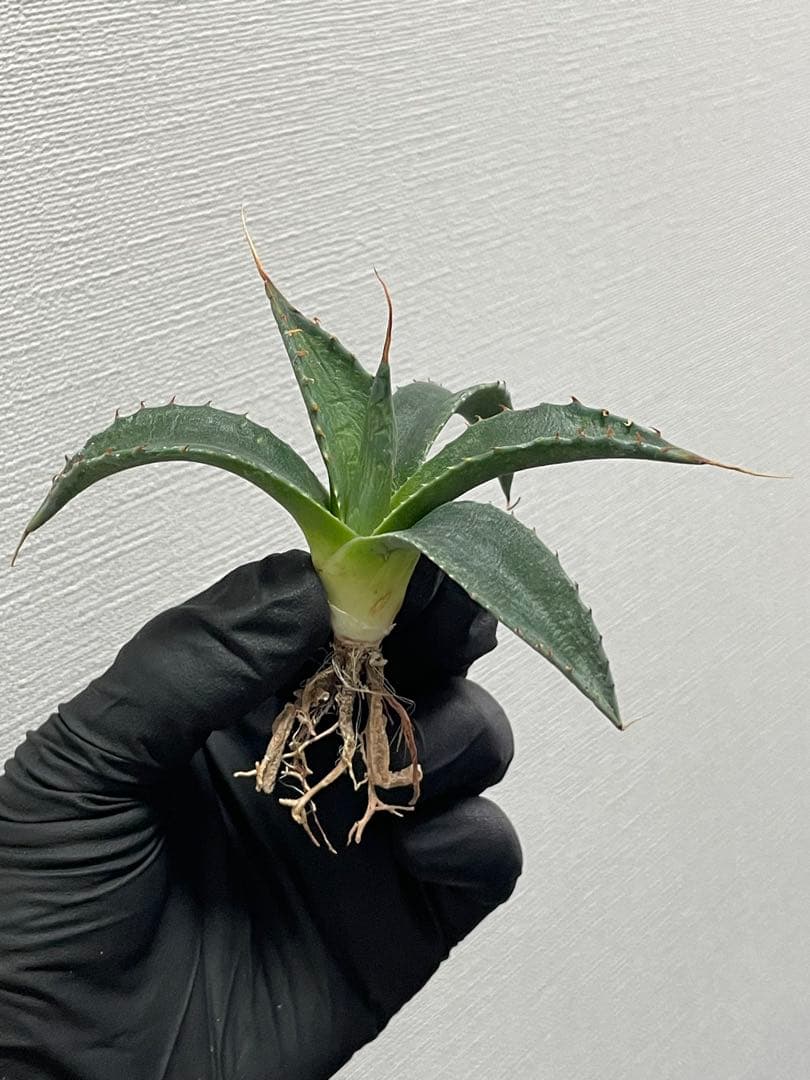 樹*様 ジェレミー産Hidden Agaveアガベ エボリスピナ×モンタナ ハイ