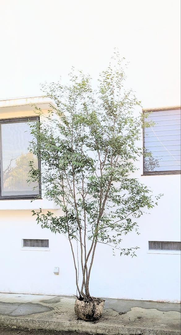 3.3m！至高の山採りハイノキ。