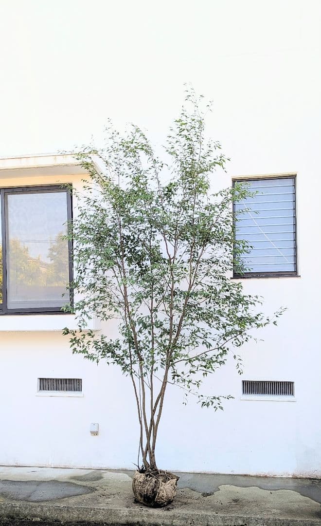 3.3m！至高の山採りハイノキ。