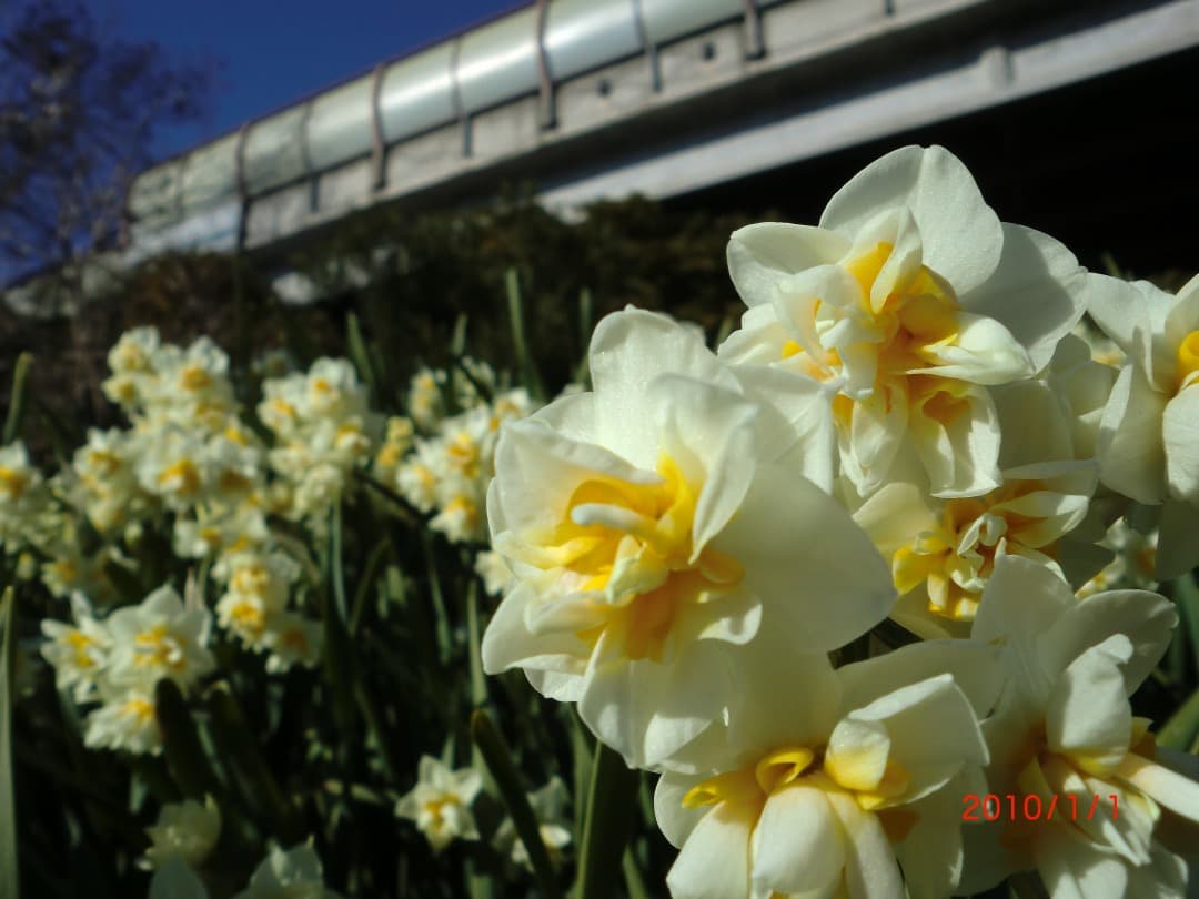 実写美⭕️訳あり【動作確認済】Casio EXILIM EX-Z550 　ピンク