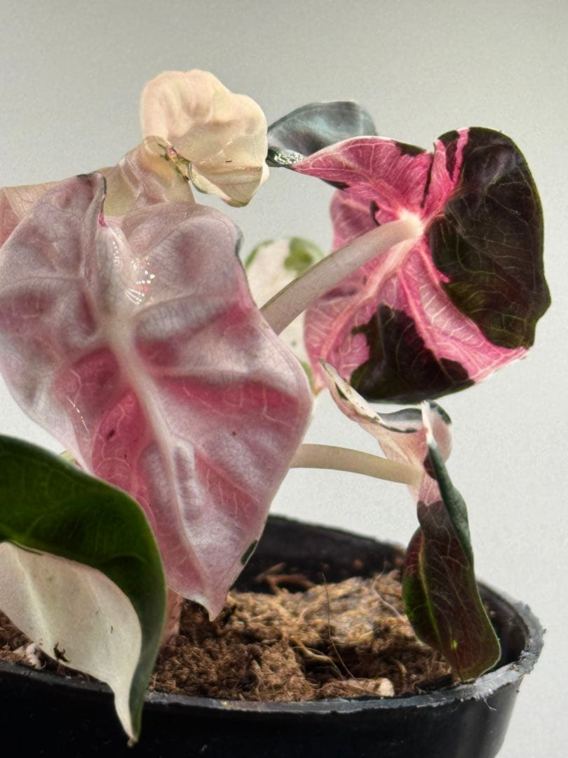 【超レア】アロカシア ハートバルーンピンク 斑入り