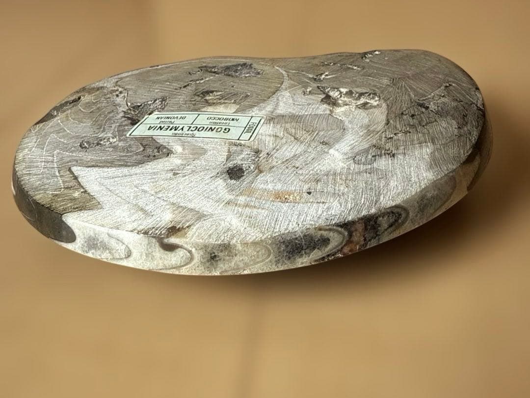 ゴニオクリメニアの化石 アンモナイト モロッコ産 化石 デボン紀 大きめサイズ