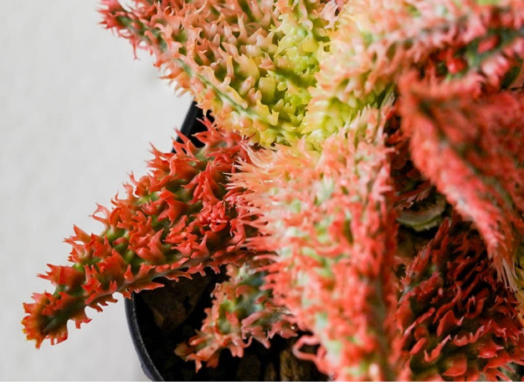 アロエハイブリッド