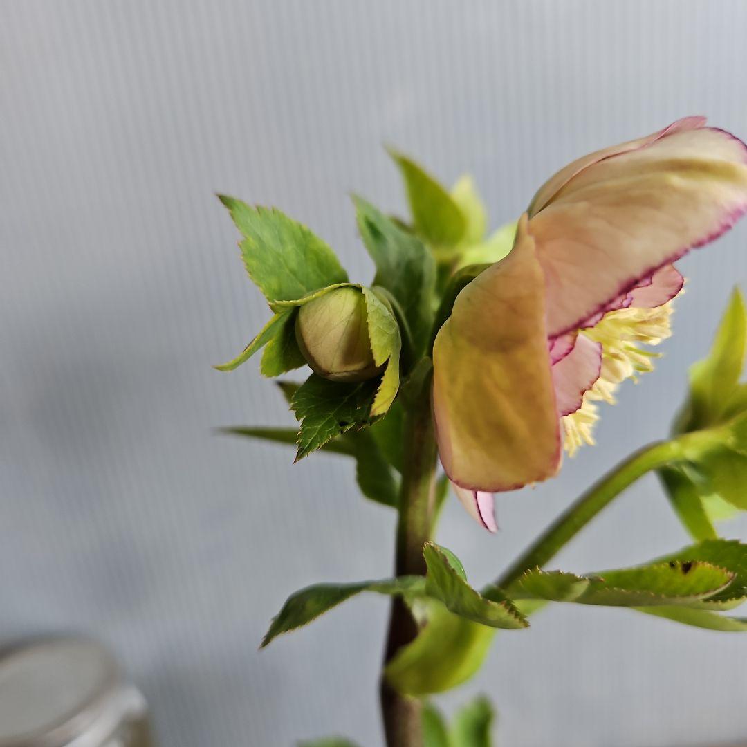 ㉖-343クリスマスローズ