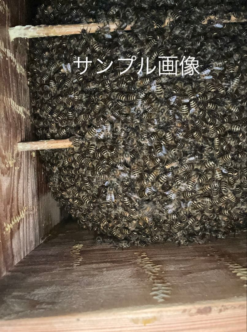 日本蜜蜂重箱式巣箱の継箱三箱！ハニーズハウス用！超訳あり特価！ニセット送料無料