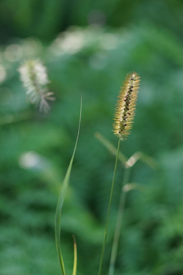 作例付き　SMC PENTAX67 200mm F4 管mpr