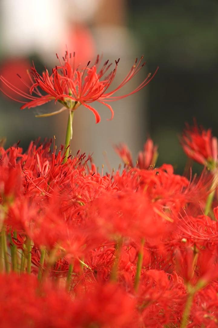 作例付き　SMC PENTAX67 200mm F4 管mpr