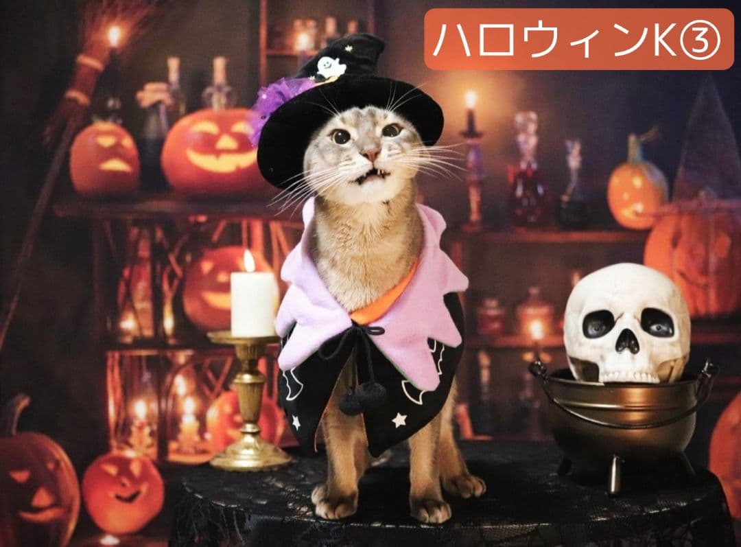 背景布　秋XD③　ペット撮影用フォトブース　ハロウィントリミングチョーカー販売中