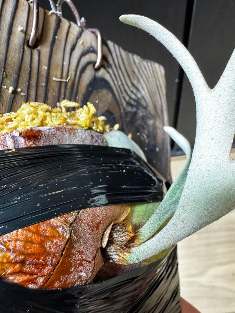 ビカクシダ　アルマダドワーフ　オリジナル　子株⑥