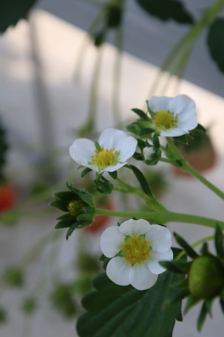 最終値下げ》Tamron 16-300 PZD DiII キヤノンEF