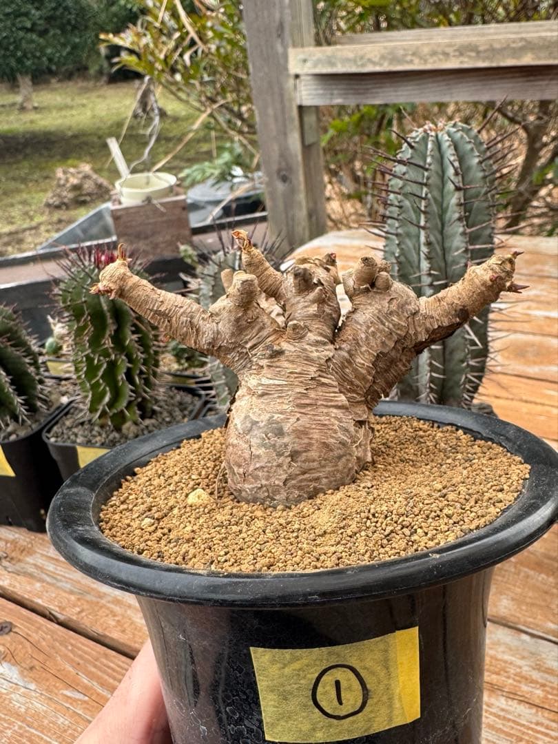 ユーフォルビア　イトレメンシス　①