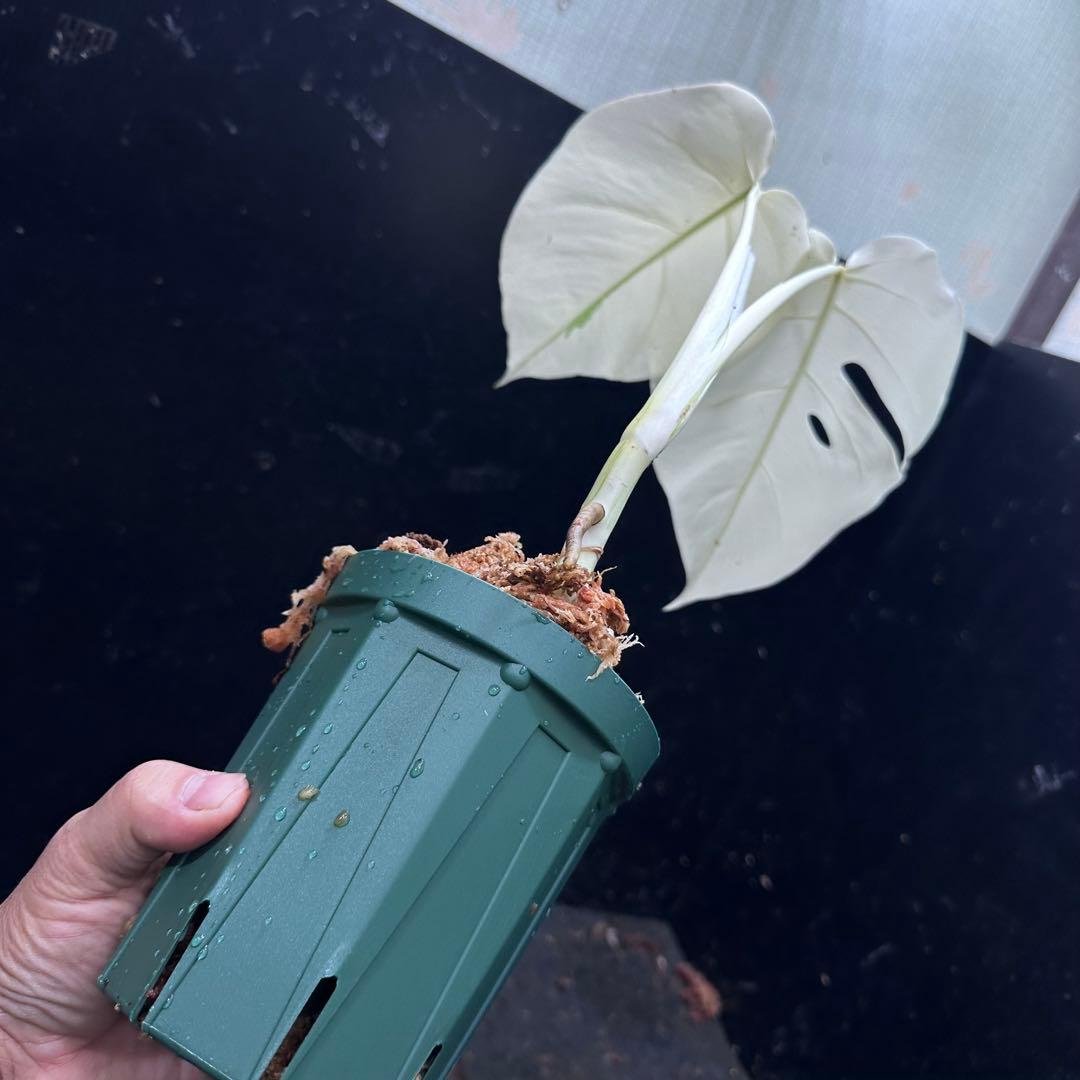 マ*ン様 斑入りモンステラ極上ホワイトタイガーフルムーン4号鉢植え発根済み