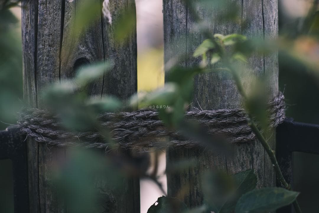 日独融合！中身もライカ！Leica Elmar-c 90mm F4