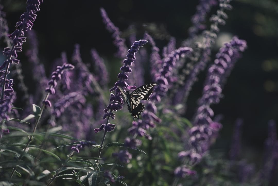 日独融合！中身もライカ！Leica Elmar-c 90mm F4