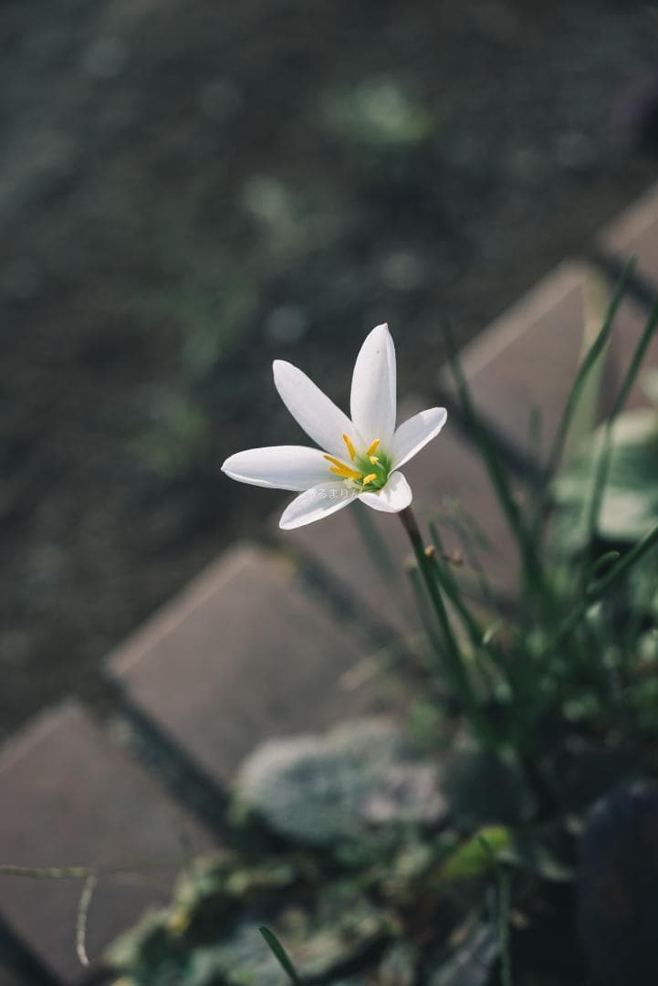 日独融合！中身もライカ！Leica Elmar-c 90mm F4