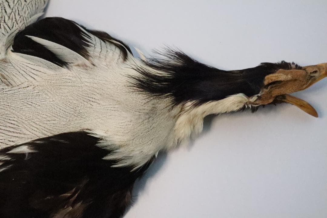 シルバーフェザント　コンプリート　フライフィッシングマテリアル