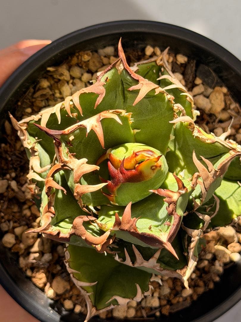 【更新】皇冠　アガベ　子株4個付き親株　発根済み