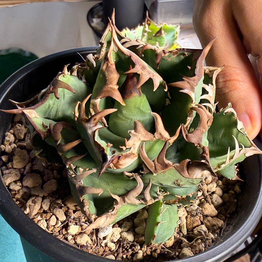 【更新】皇冠　アガベ　子株4個付き親株　発根済み