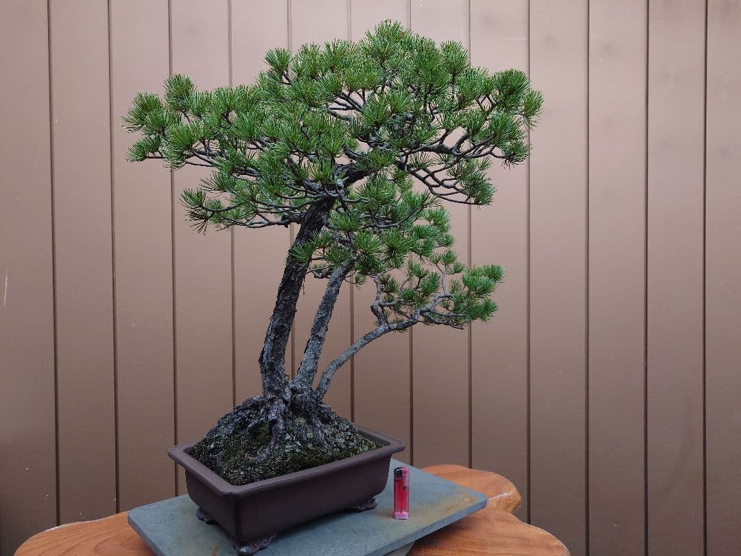 盆栽　盆栽　五葉松　樹高62cm