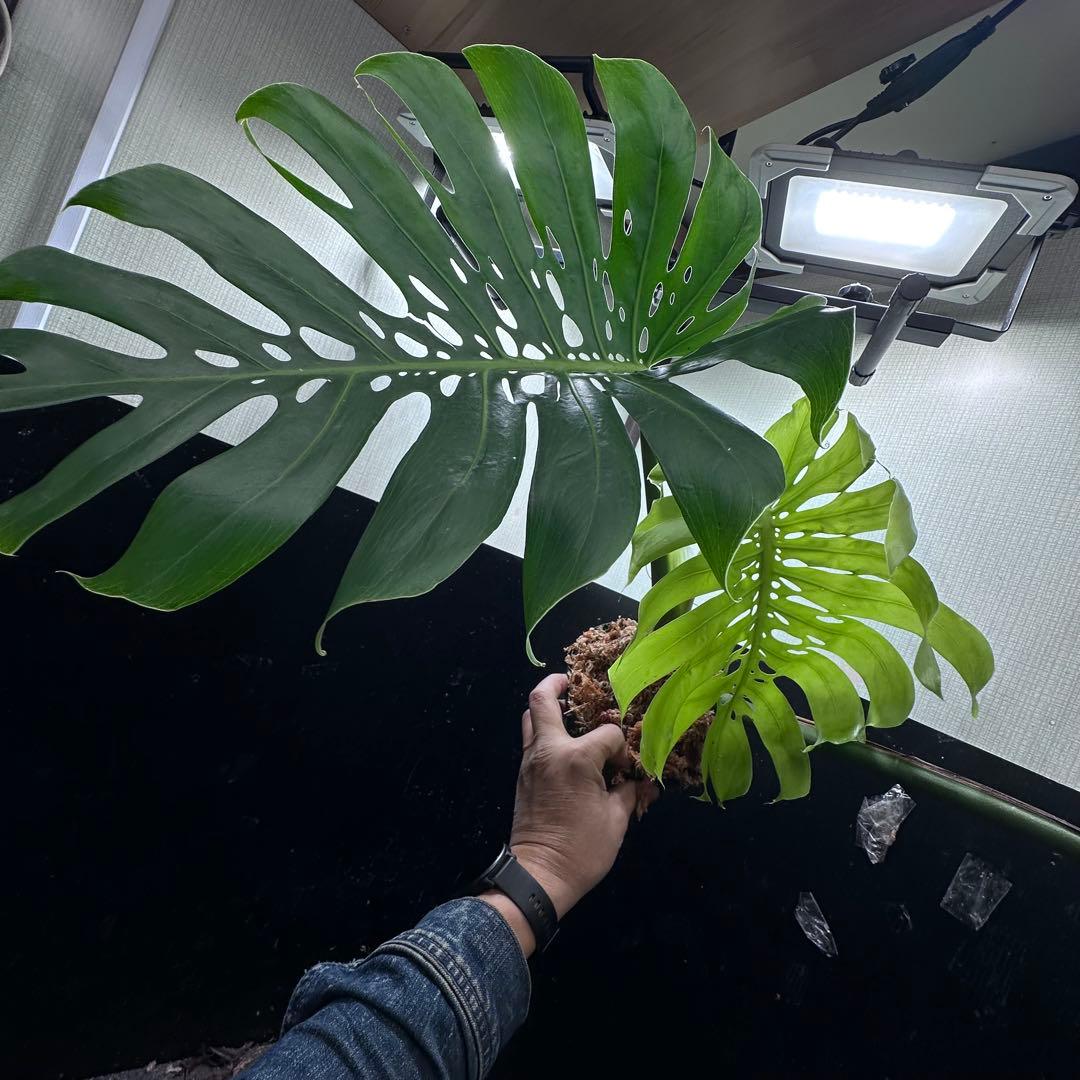s*8様 モンステラデリシオーサマクロコズム超希少系統鉢植え86㎝