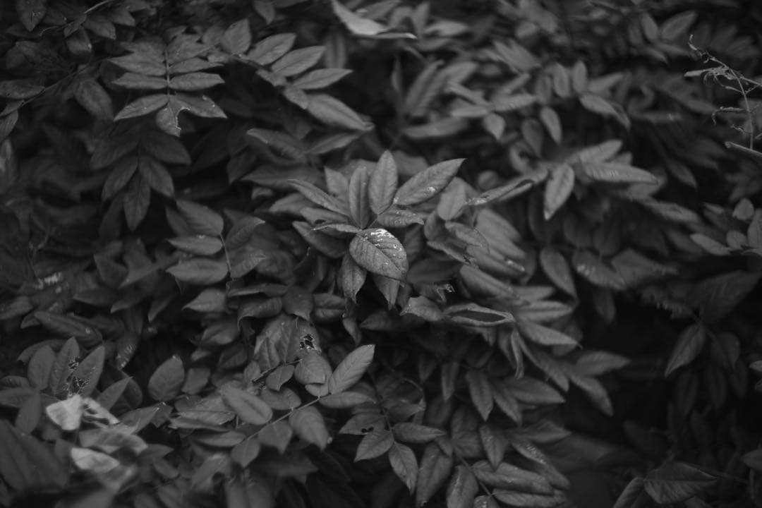 【OH済】Leica (ライカ) ズマリット 50mm F1.5 前期 L39