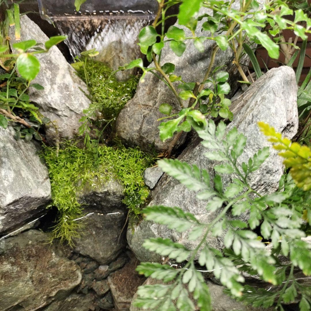 【アクアテラリウム完成品】渓流アクアリウム＋テラリウム30cmキューブ水槽