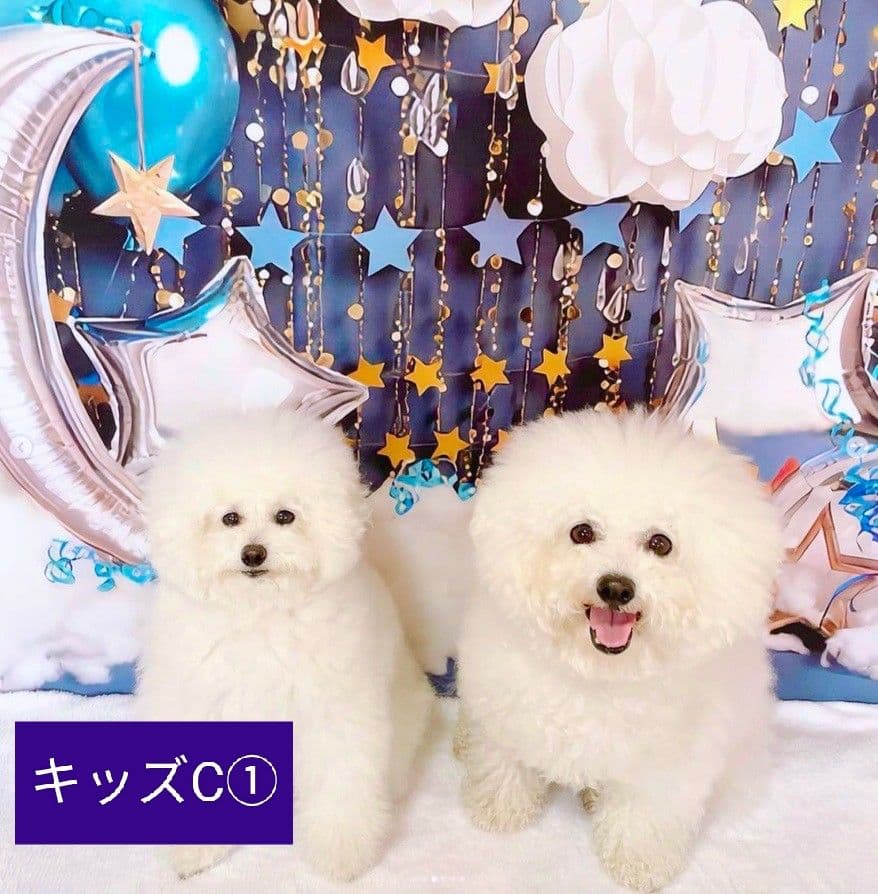 背景布×7+1　ペット撮影用フォトブース　トリミングチョーカー販売中　夏、秋、冬