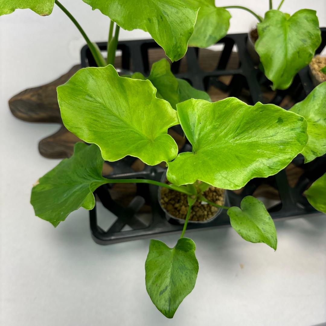 壱*）様 5株セットms144selloum Var フィロデンドロン・セローム