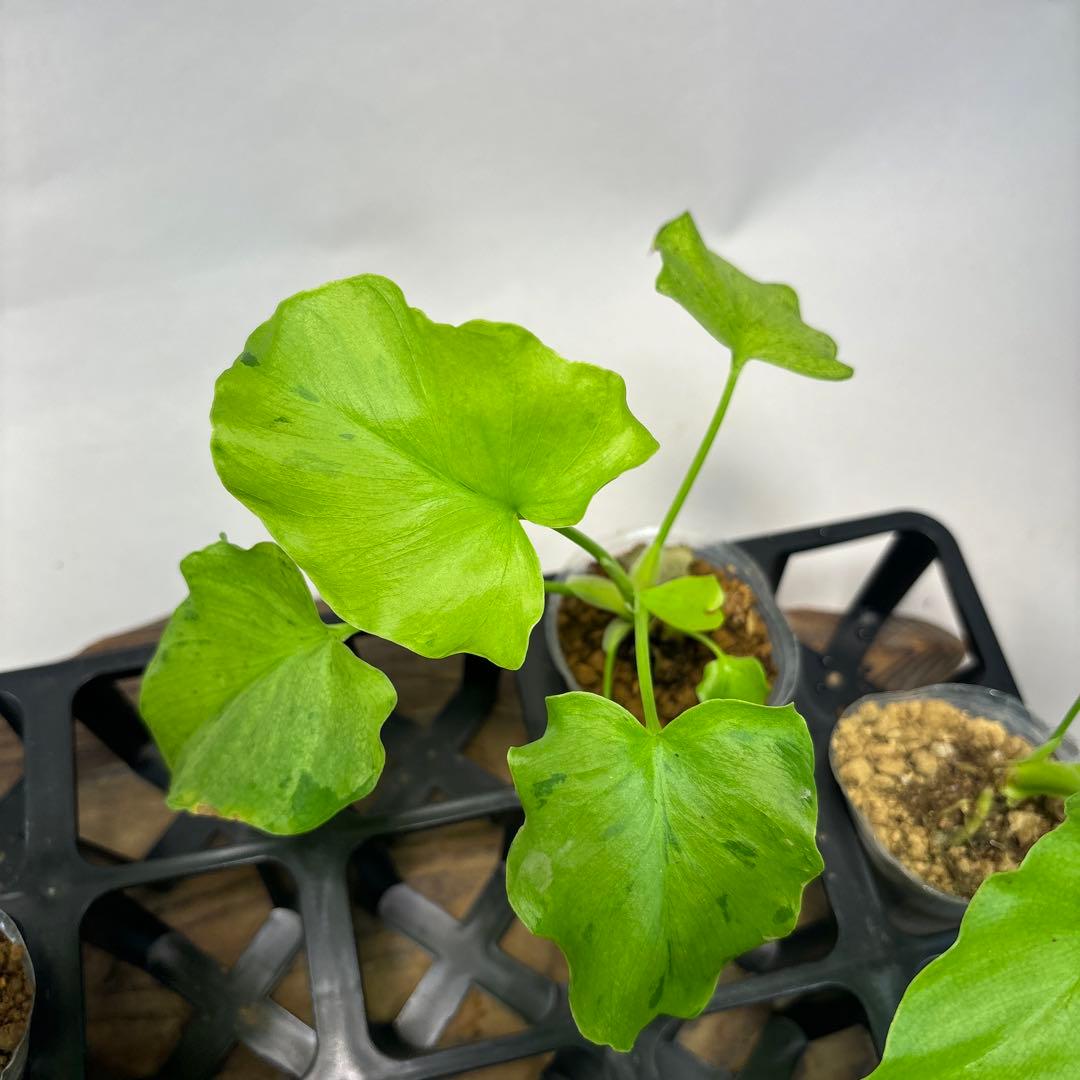 壱*）様 5株セットms144selloum Var フィロデンドロン・セローム