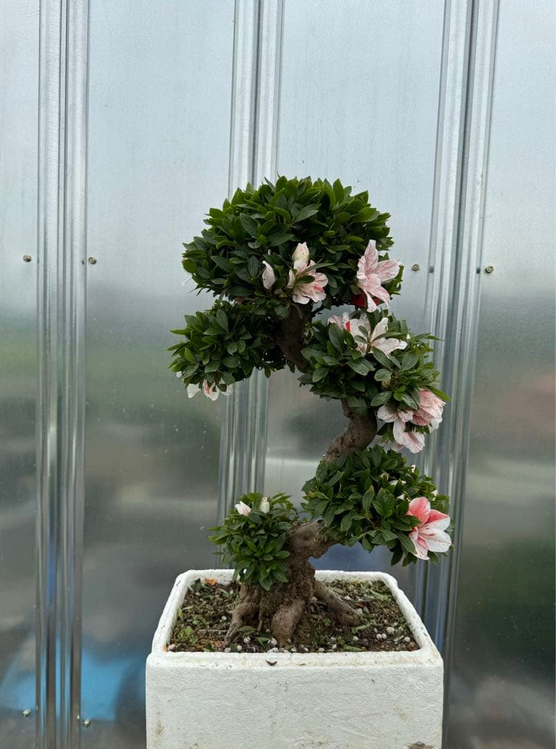 皐月盆栽