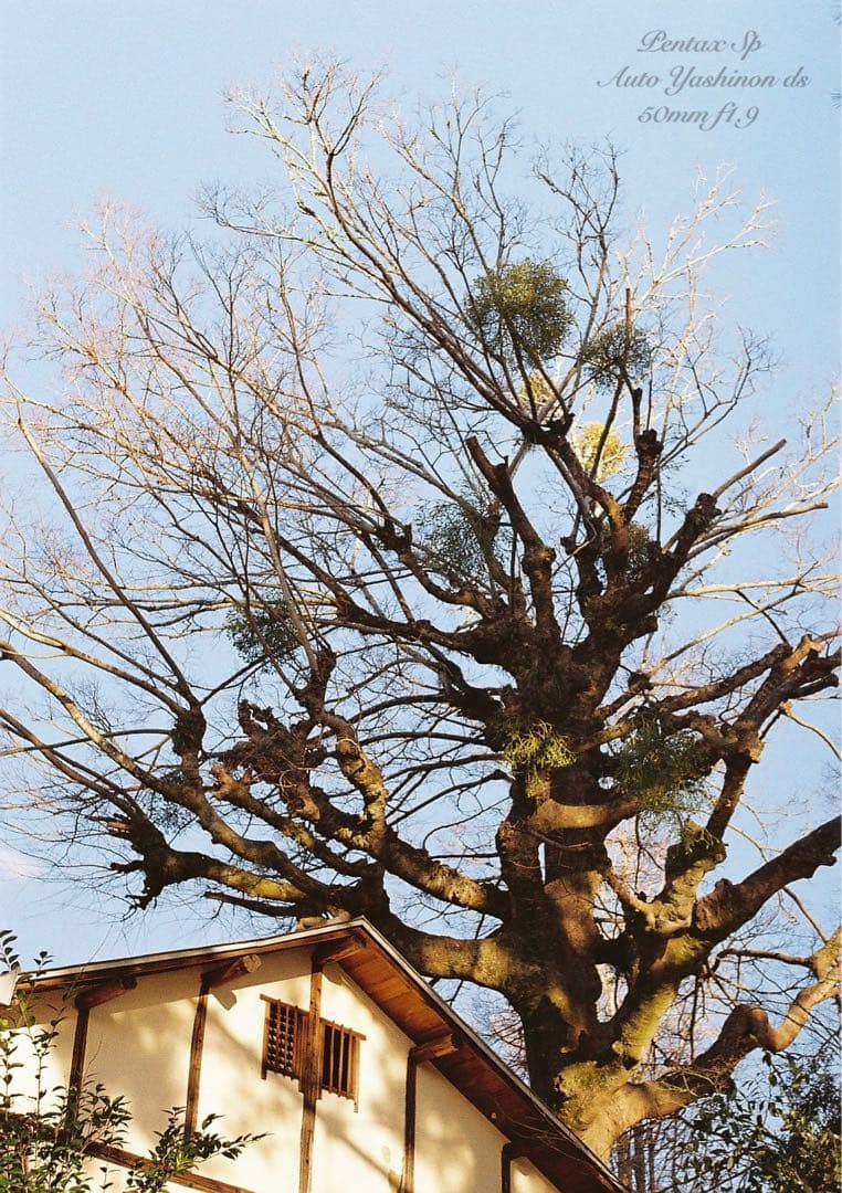 ヤシカyashinon ds f1.9+pentax sp 完動品＊美品