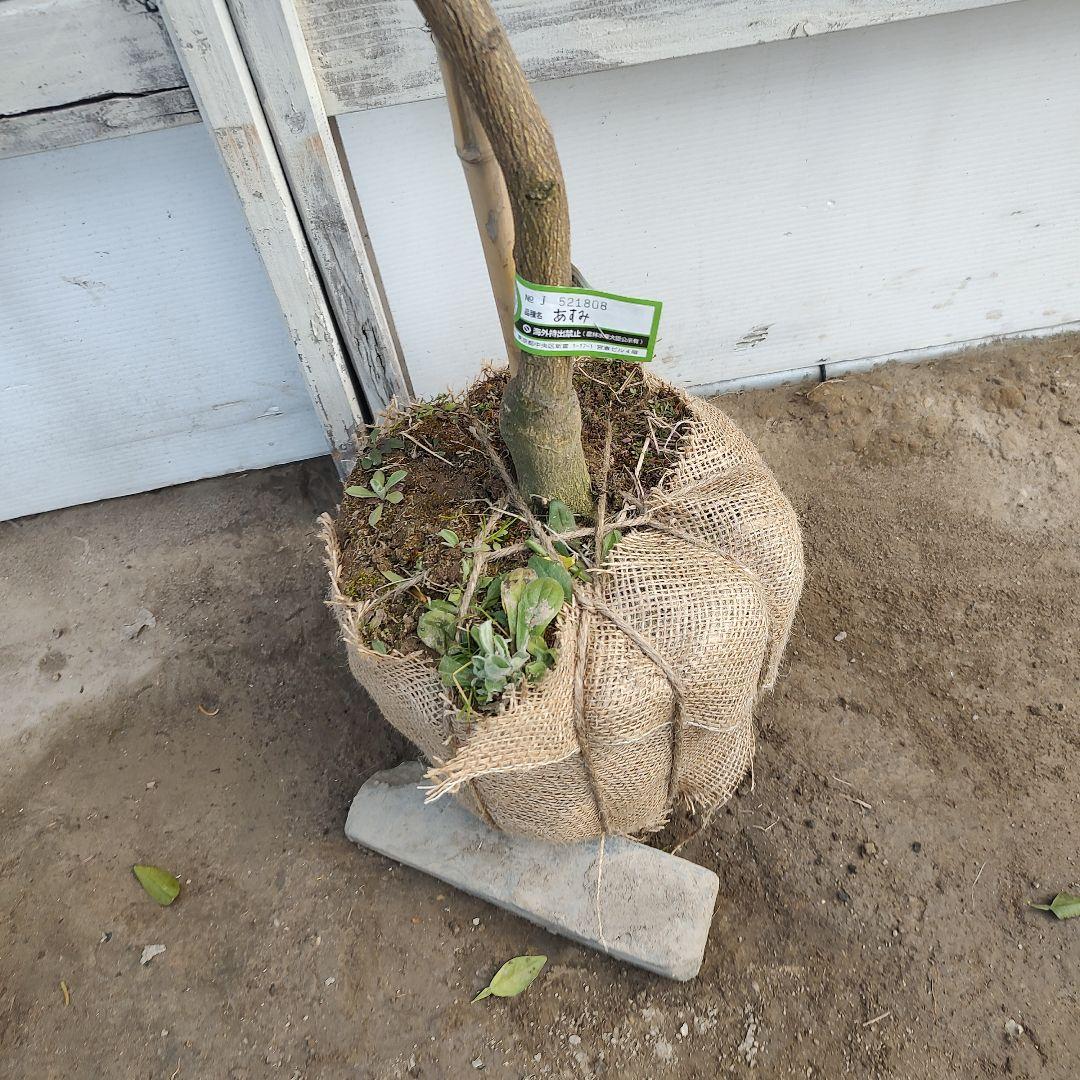 がんもさま専用出品 せとか3年生 登録品種 苗木