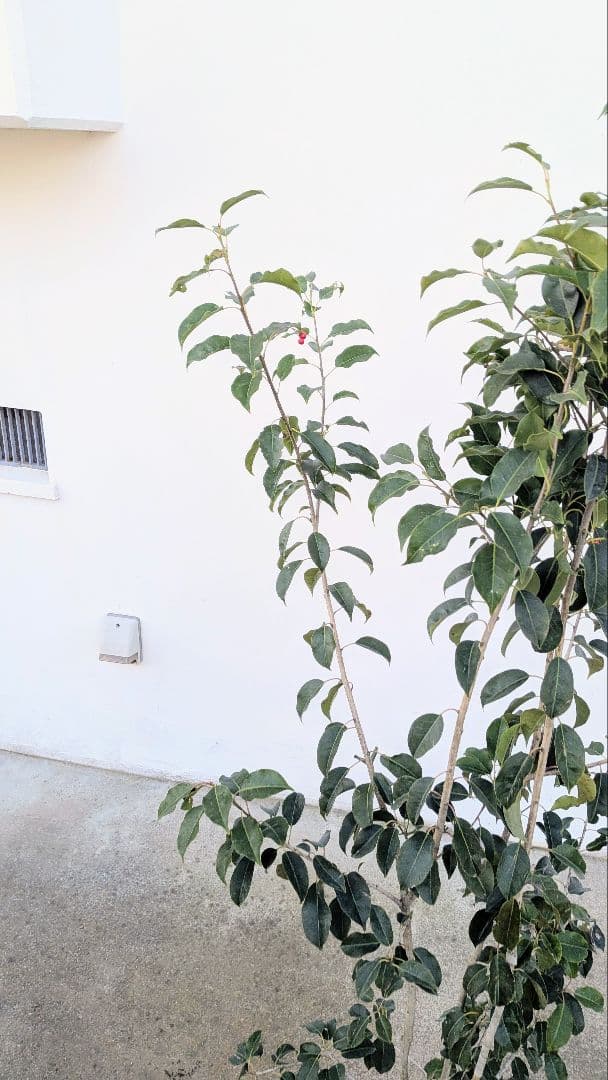 山採り養成。鉢植えソヨゴ。