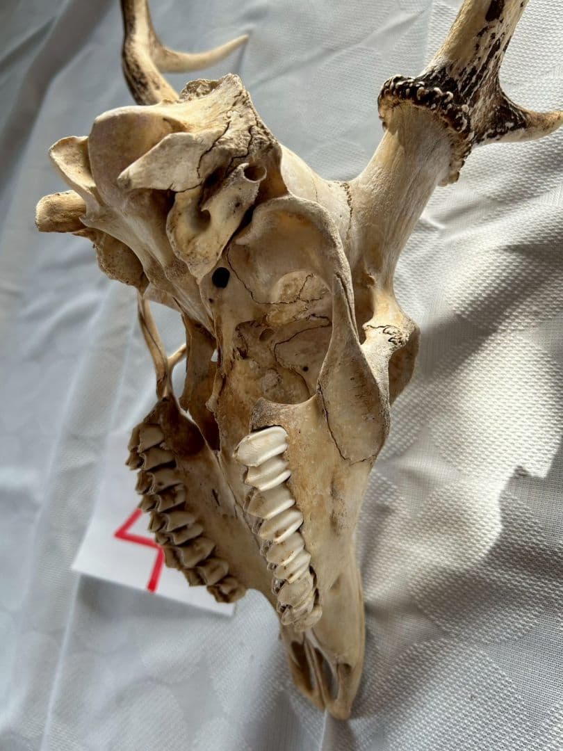 ④[1点もの] ハンティングトロフィー　鹿の角　頭蓋骨　日本鹿　スカル