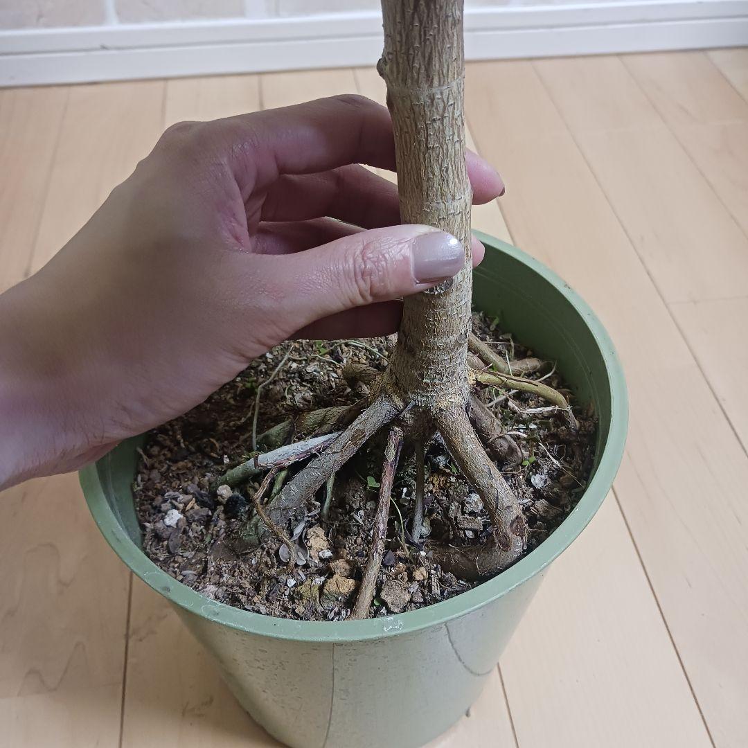 アルテシマ　7号　観葉植物　ゴムノキ