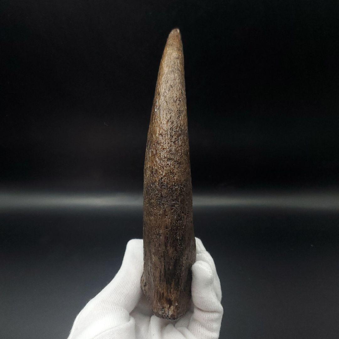スピノサウルス 爪 レプリカ 179.96mm  spr3