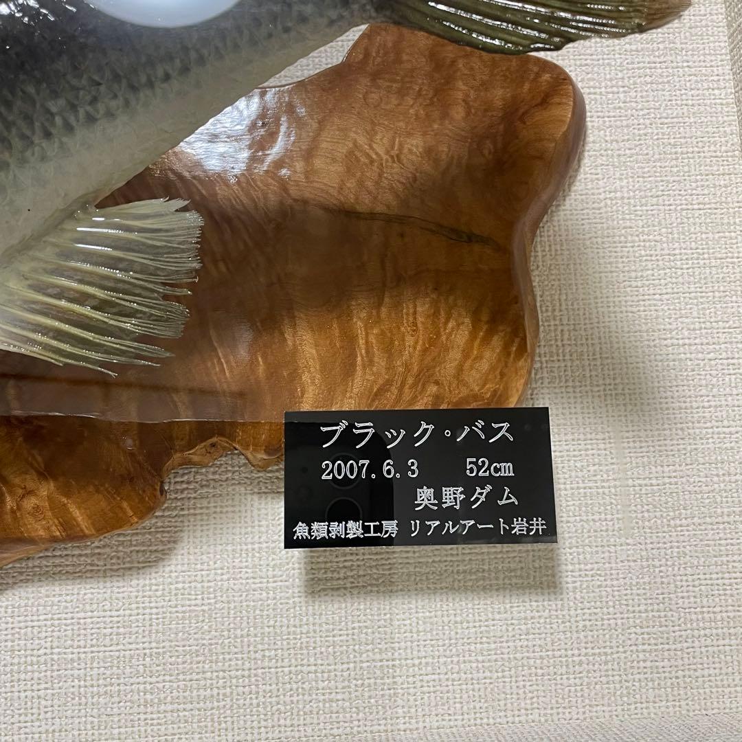 ブラックバス 剥製 魚 体長約52cmガラス額入り 魚類剥製工房リアルアート岩井