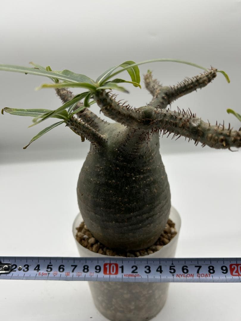 現地球　発根済み　パキポディウム　グラキリス　落葉中