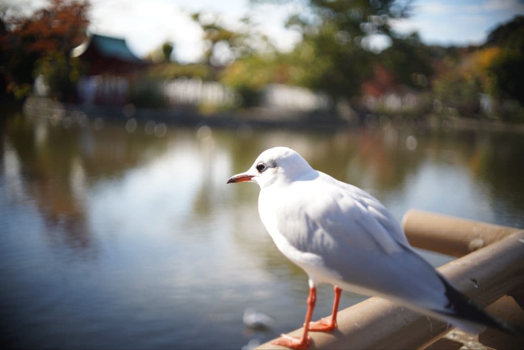 【動作確認済良品】OLYMPUS PEN F.Zuiko 38mm f1.8