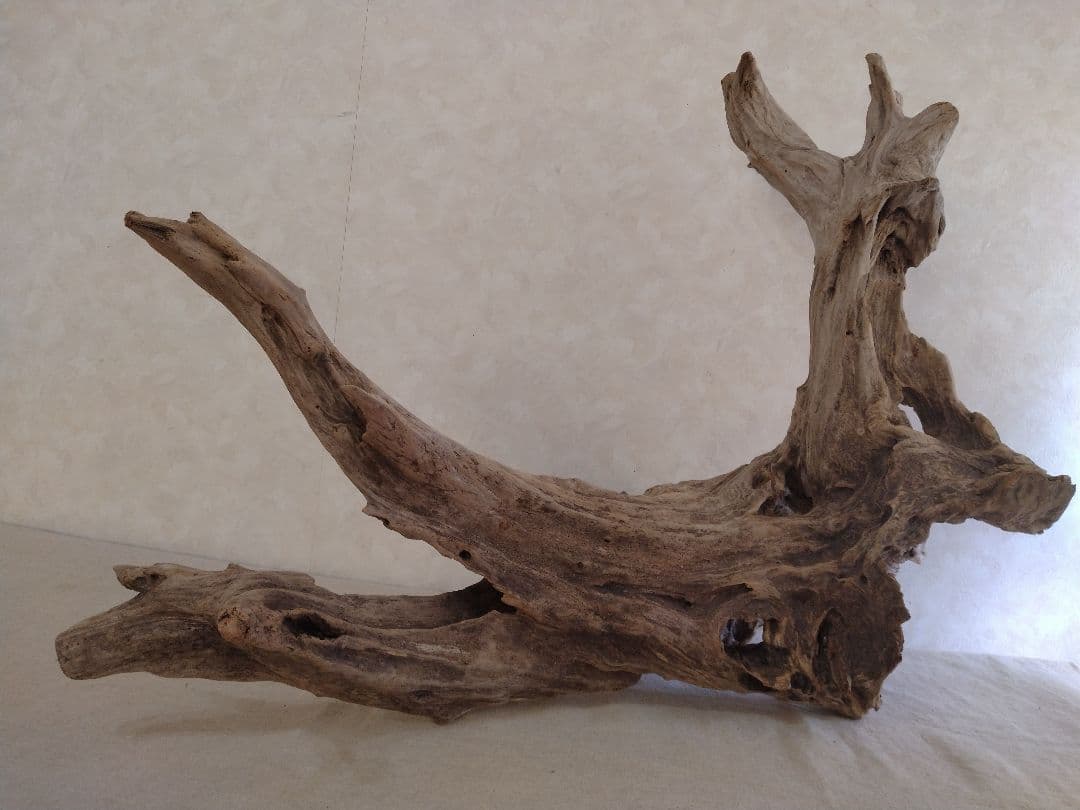 【希少】アクアリウム・ガーデニング・DIY向け 特大塊根ホーンウッド 70cm