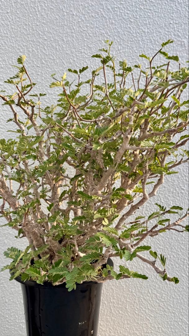 センナメリディオナリス　発根済み　巨大モンスターセンナ