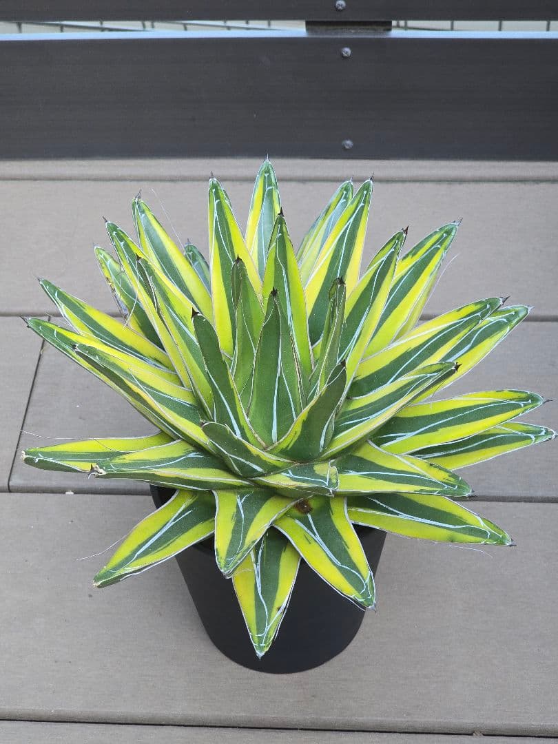 アガベ 笹の雪錦 斑入り 大株 約32cm