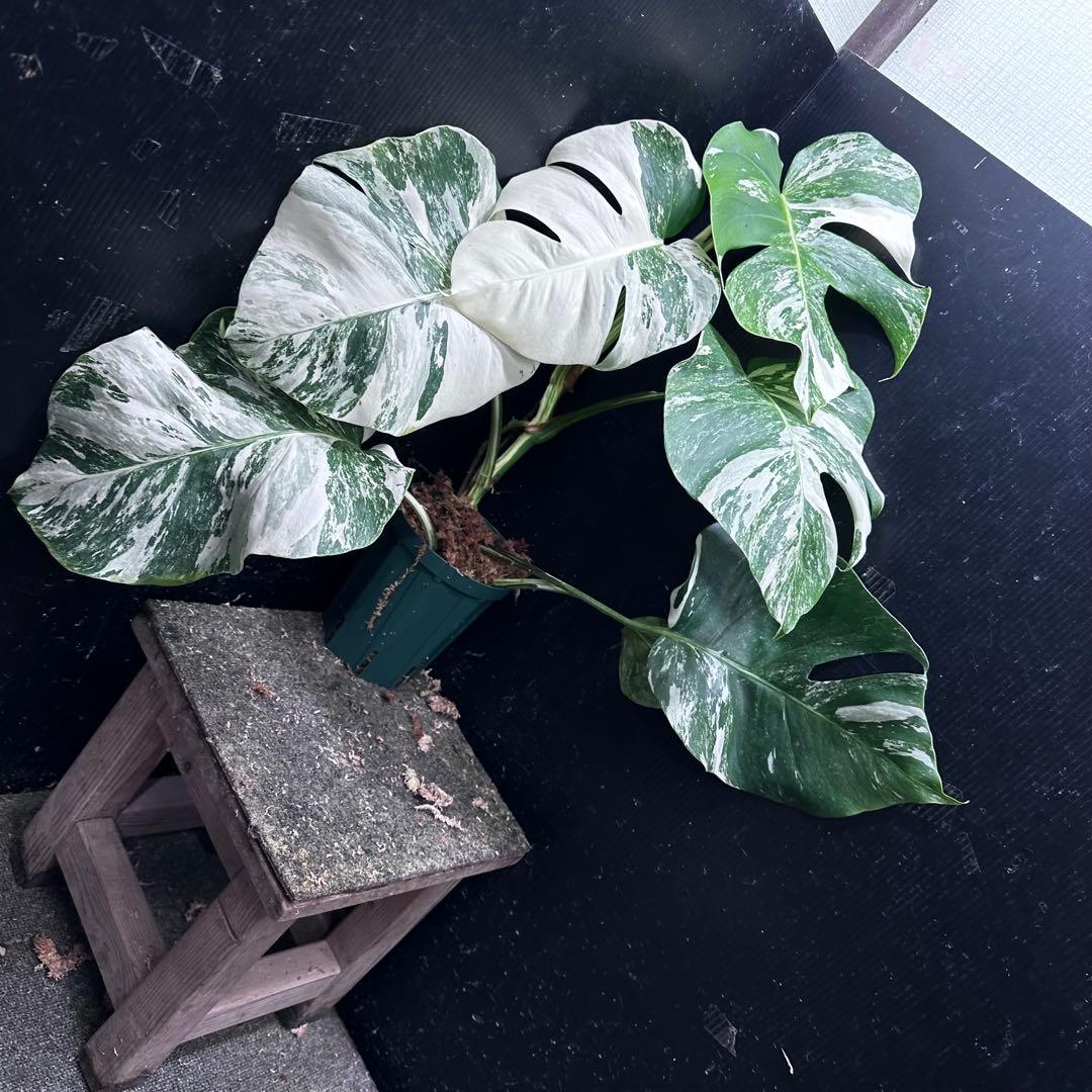 H*o様 斑入りモンステラ ホワイトタイガー極美大株66cm白斑多