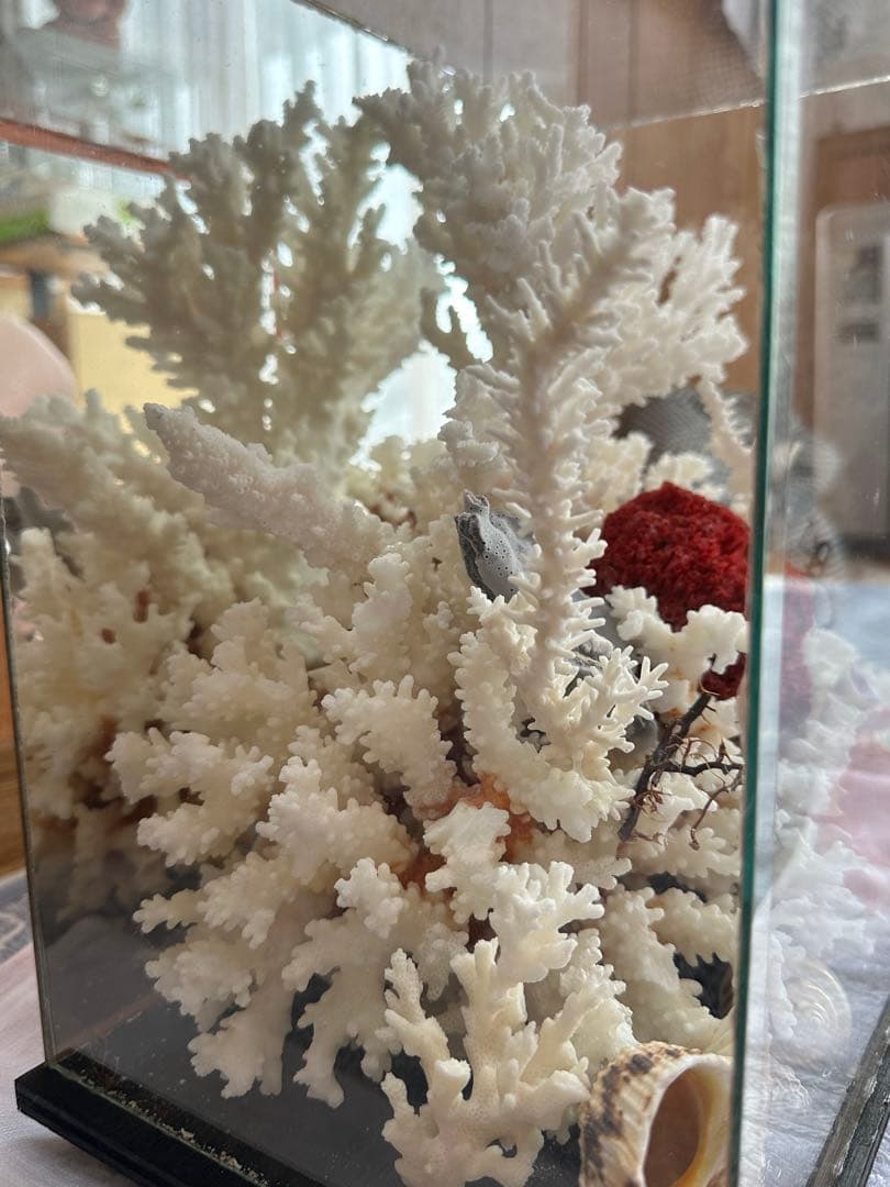 【超希少】フィジー産天然白珊瑚、赤珊瑚のディスプレイ置物ガラスケース入り