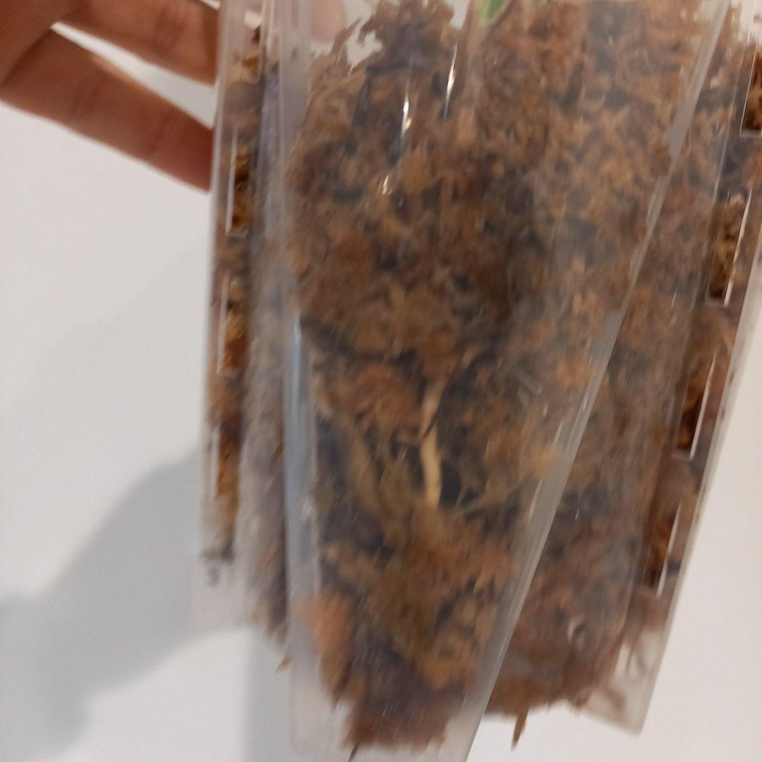 モンステラ　デリシオーサ　ポンポン