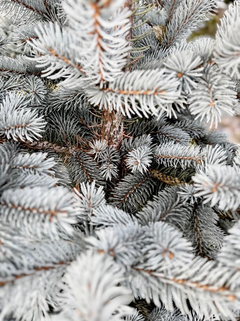 プンゲンストウヒ　ホプシー