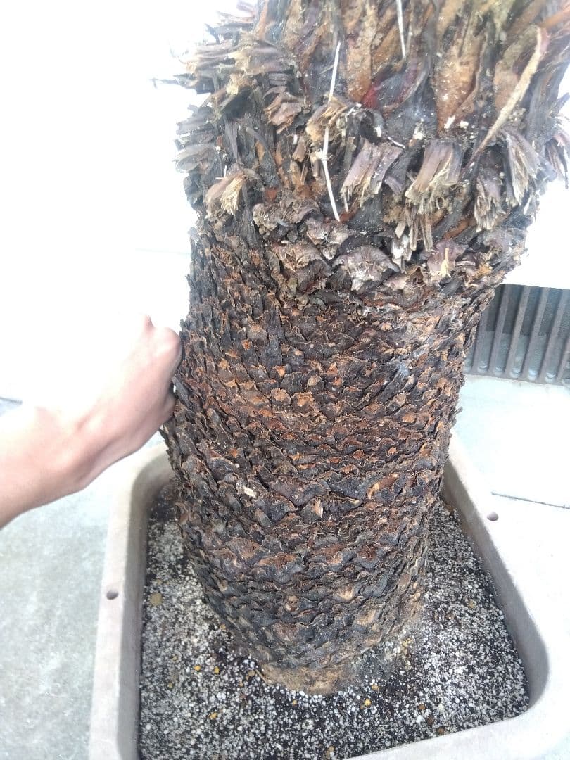 ソテツ　超幹太低重心❗バルブ22センチ❗　③