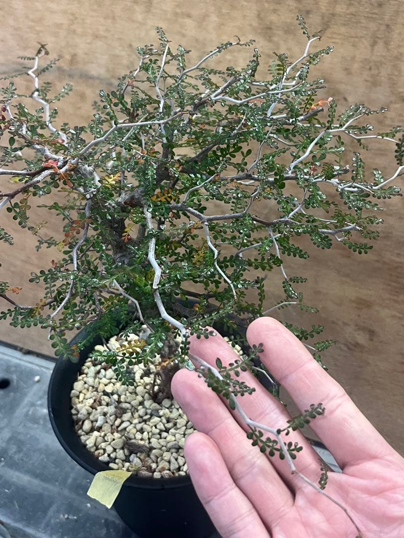 オペルクリカリア　パキプス　実生株